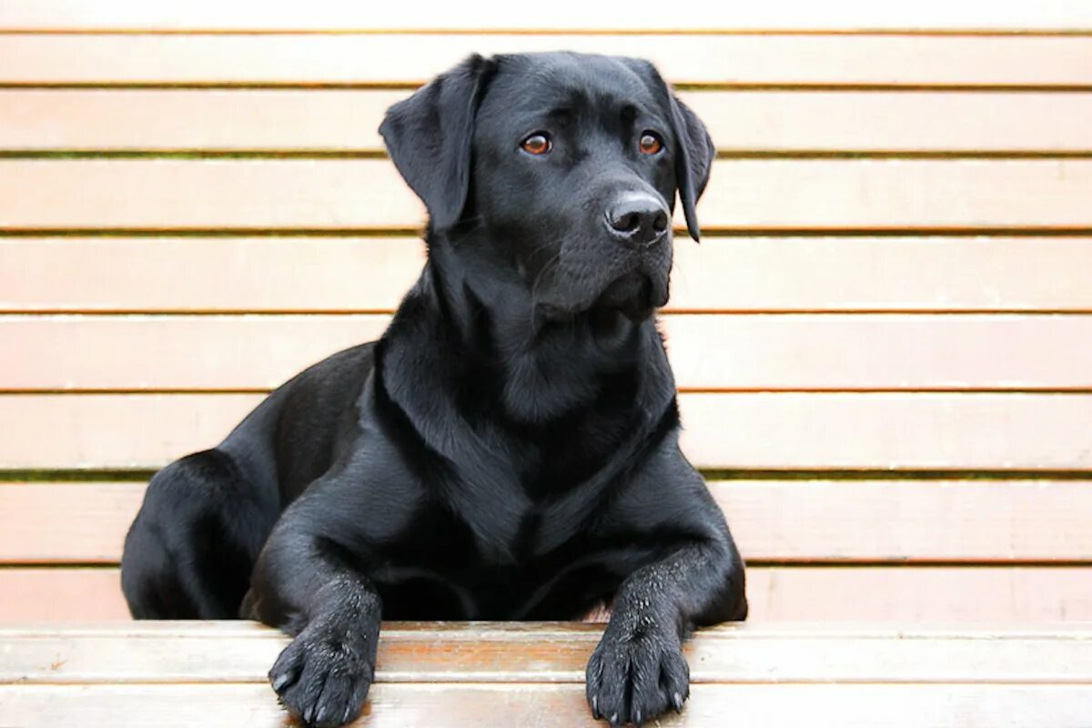 Большая черная собака. Лабрадор ретривер. Лабрадор черный гладкошерстный. Лабрадор ретривер Голден черный. Лабрадор ретривер черный щенок.