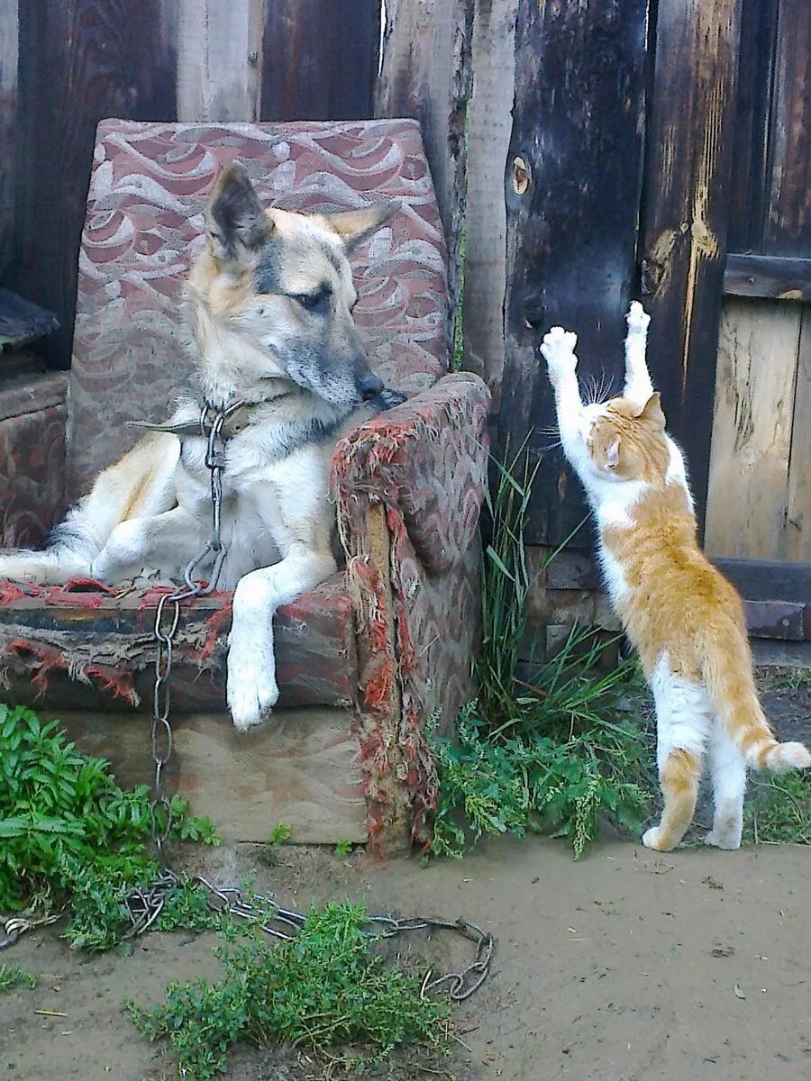 Котопесия блог. Котопесия дзен кот арсений. котопесия кот сеня. кот выдержка. кот перед строем собак.