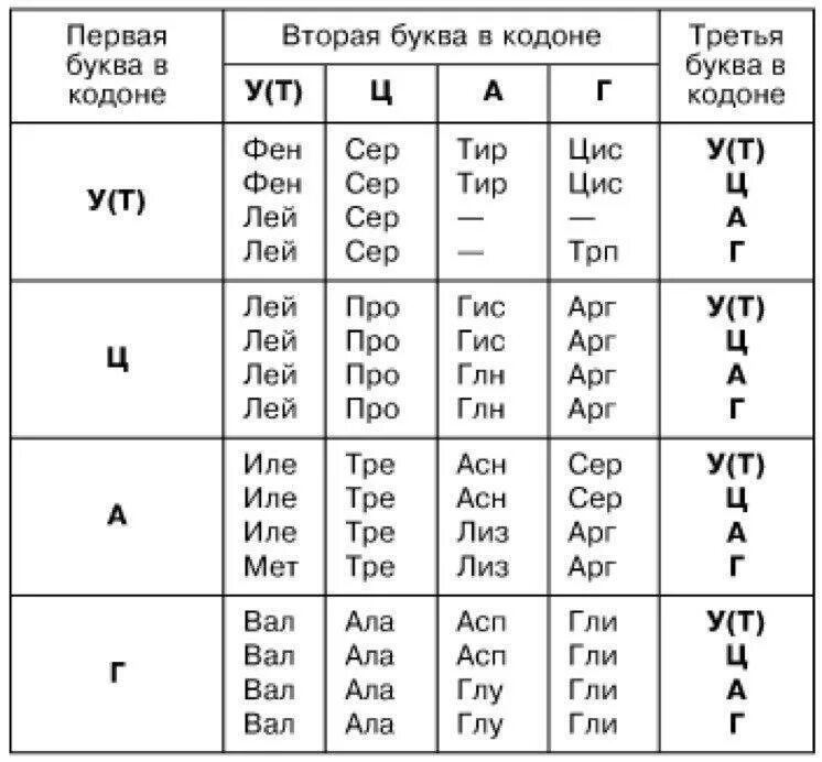 Сколько нуклеотидов в кодоне ирнк