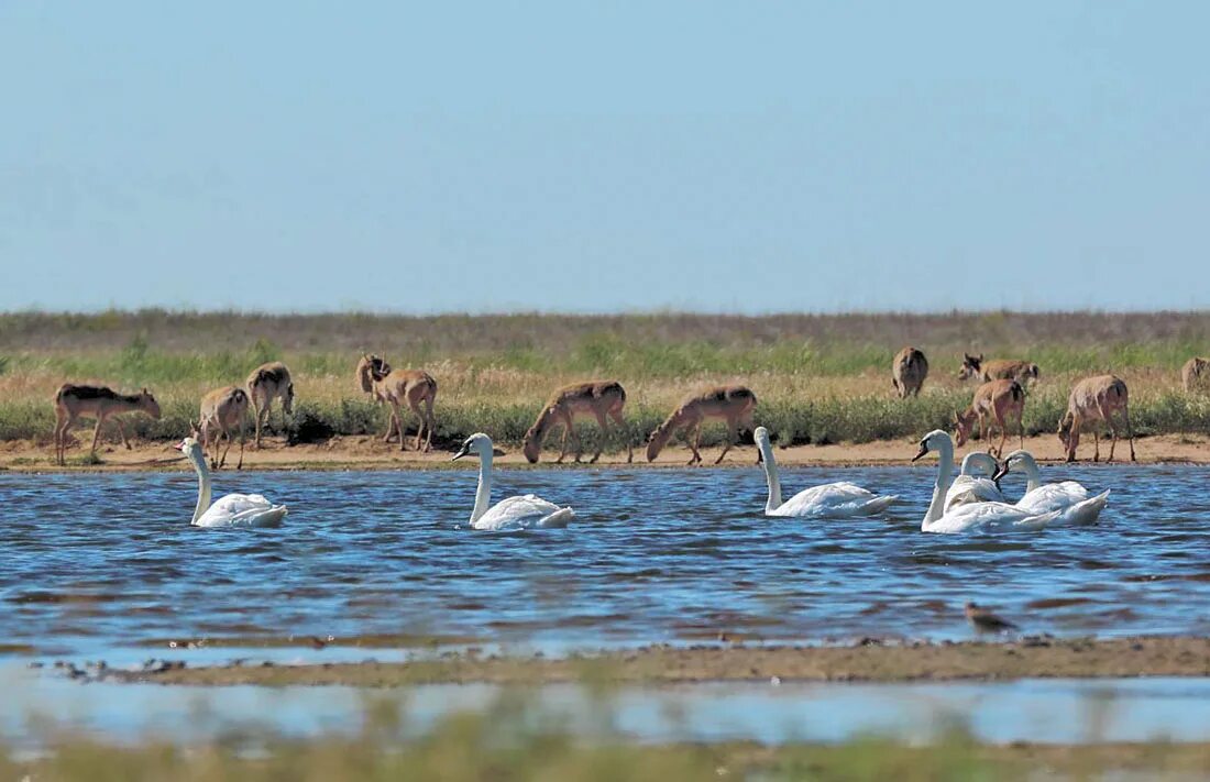 Водоемы в степи. Калмыкия степь сайгаки. Водоемы степи. Водоёмы степи в России. Степные водоёмы.