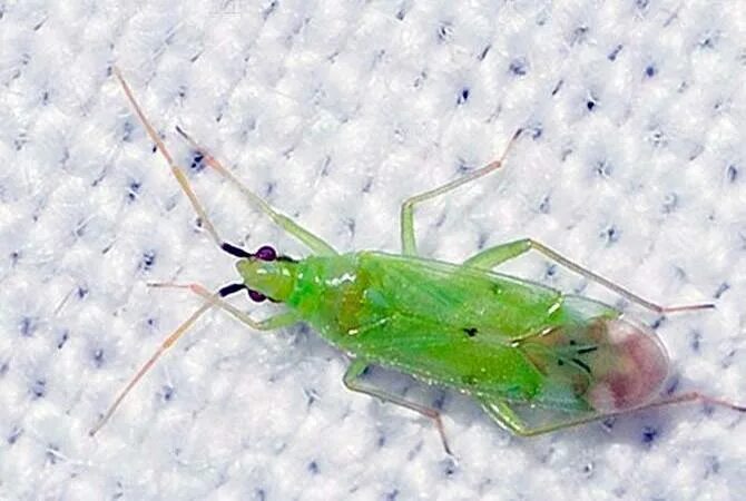 Жук макролофус. Клоп макролофус. Жук макролофус. Макролофус. Макролофус пигмеус.