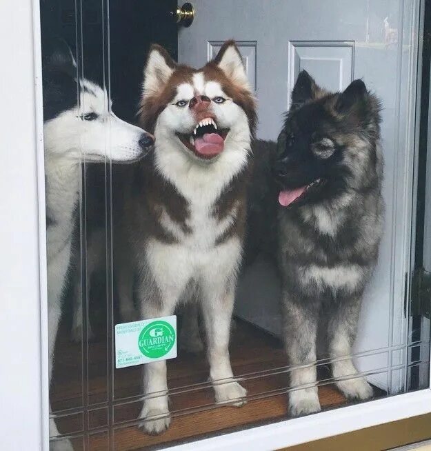 Смешные собаки хаски. Сибирский хаски. Собака хаски. Хаски смешные морды. Хаски приколы.