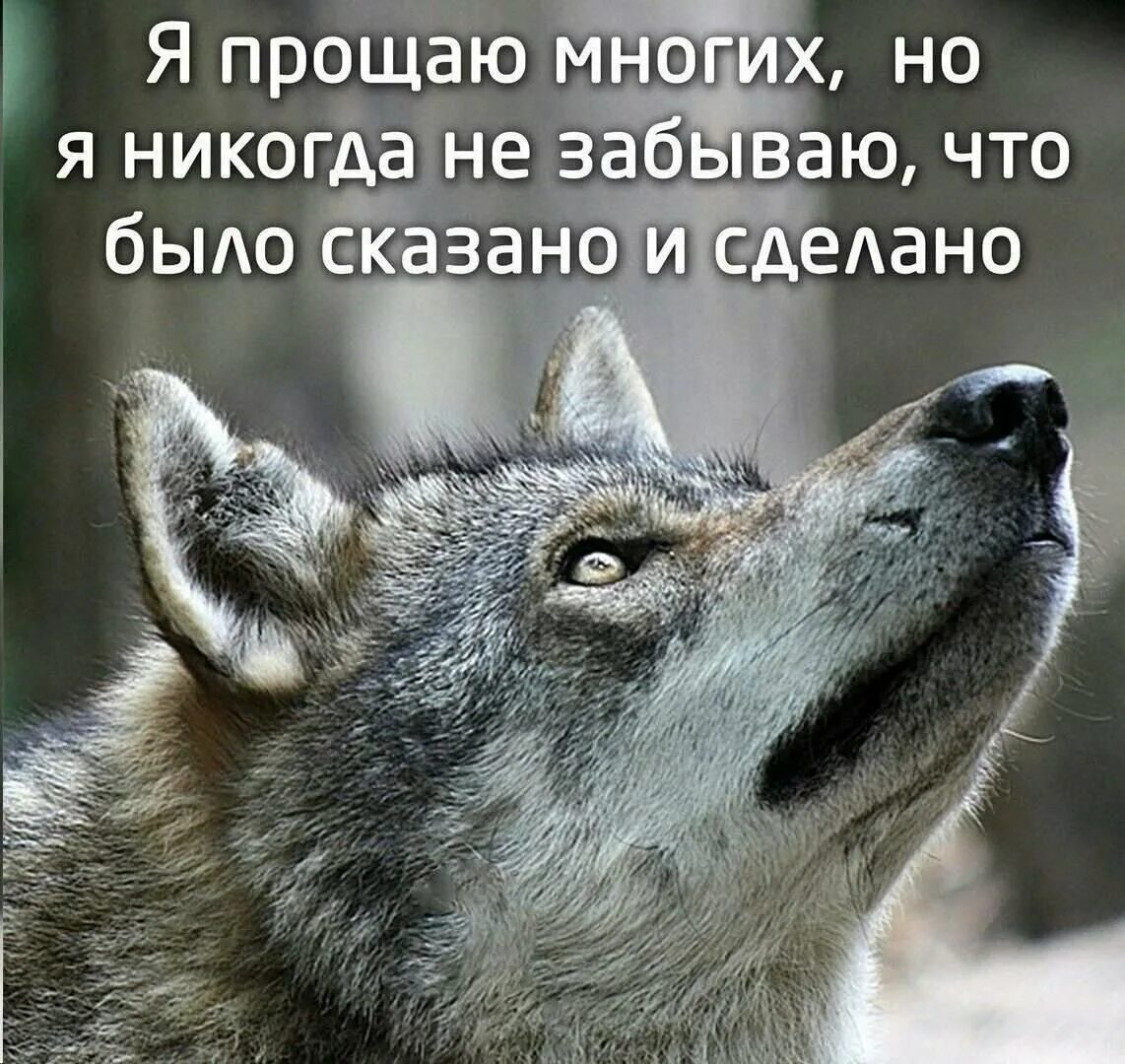 Почему говорят волк. Волк афоризмы. Цитаты волка. Волки цитаты в картинках. Волки Однолюбы.