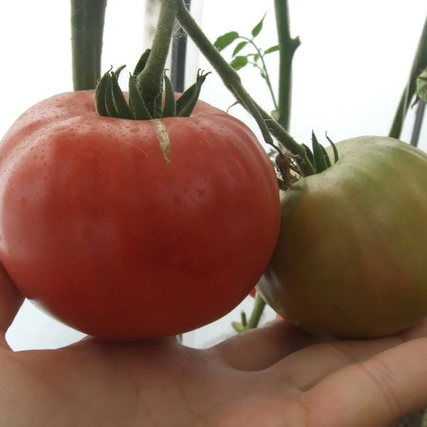 Сорт томата кумато. Tomato house. Tomato house. Томат благовест в теплице. Томаты банч, вес.