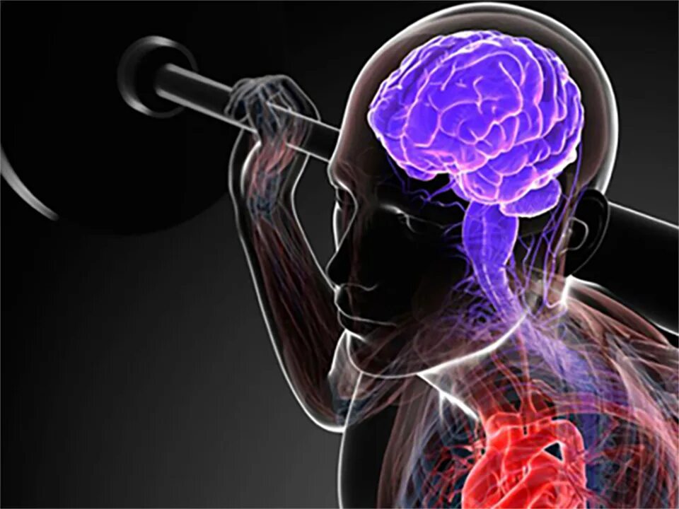 Нервная система человека память. Мозг это мышца. Активный мозг.