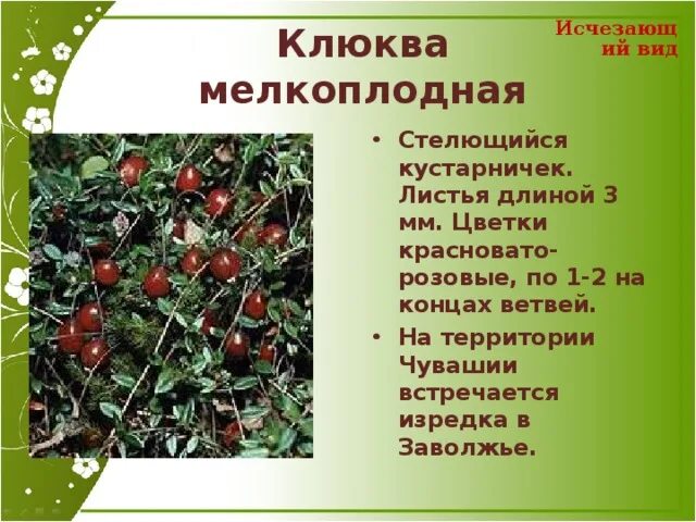 Клюква мелкоплодная. Клюква мелкоплодная красная. Клюква это кустарник или кустарничек. Клюква описание.