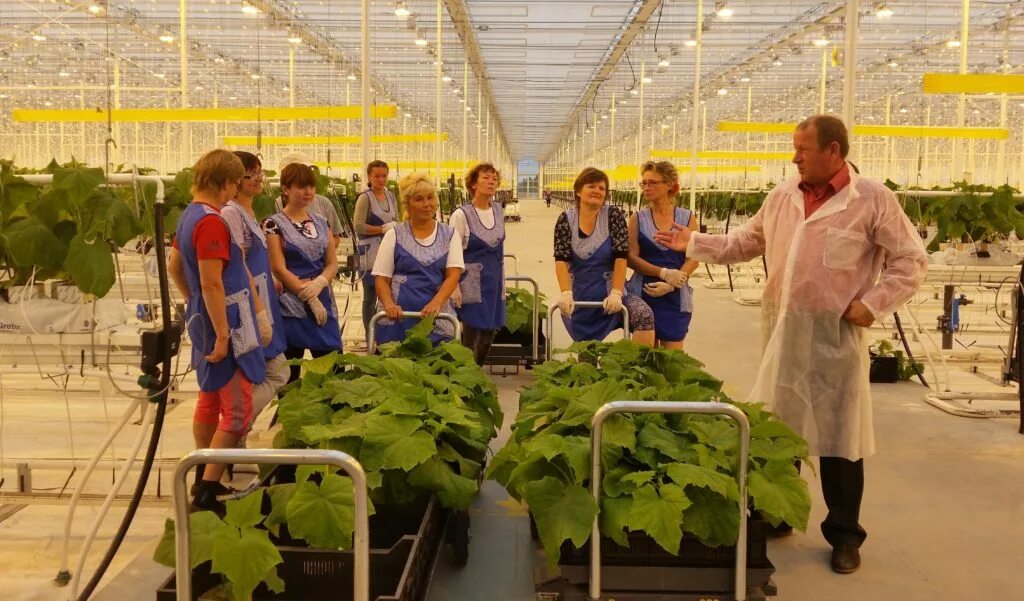 Теплица для рассады. Спецодежда для овощевода в теплицах. Отзывы работников теплиц. Тепличное хозяйство овощевод. Овощеводство в закрытом грунте.