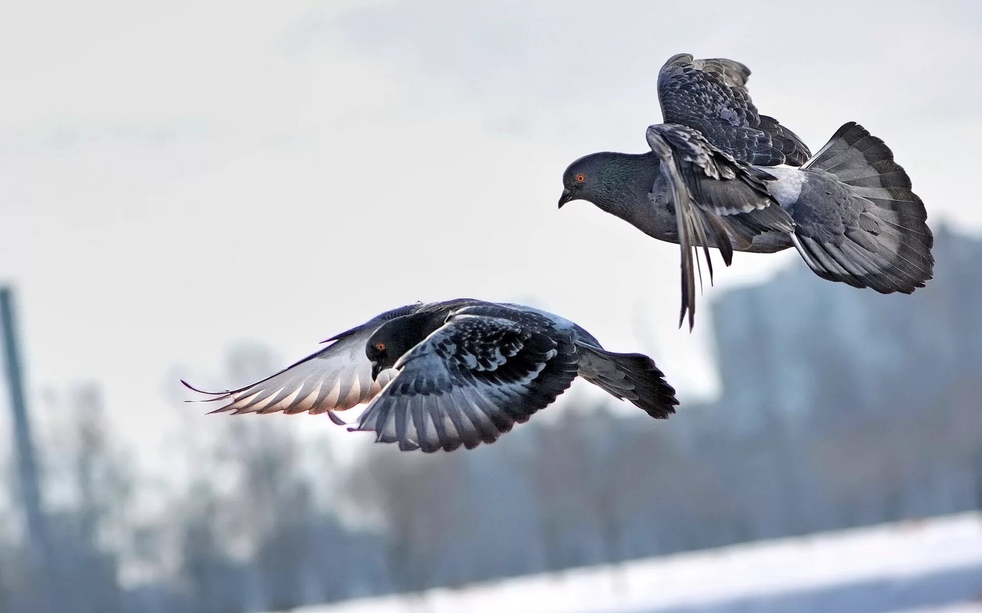 Fly pigeon