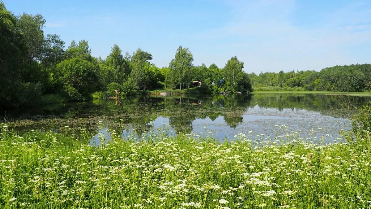 смоленщина 1991. днепровские луга смоленск. смоленщина. смоленск лето. природа смоленской области фото.