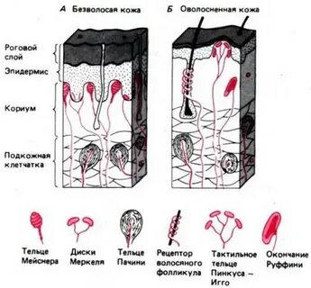 Функция холодных рецепторов кожи