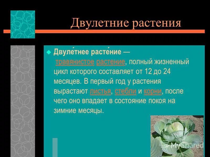 Какое растение является двулетним