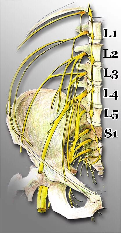 схема иннервации позвоночника сегменты. нервные корешки поясничного отдела позвоночника. Th2 th5 позвонка. анатомия спинномозговых корешков. нервные корешки поясничного отдела позвоночника.