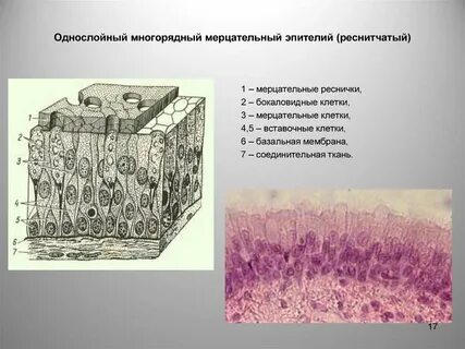 Цилиндрическая клетка