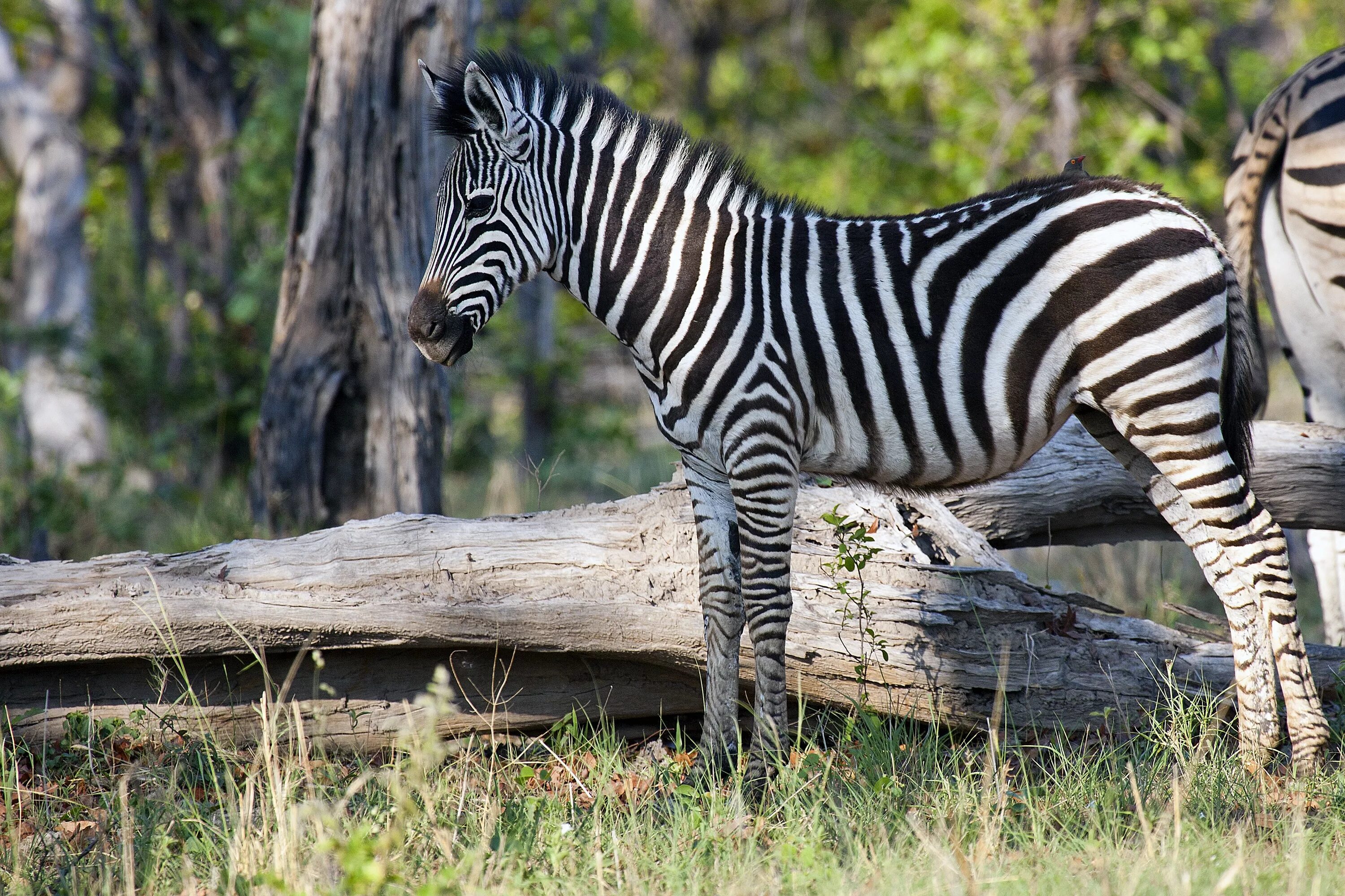 Вроде зебры. Зебры млекопитающие Африки. Зебра в Африке. Зебра в природе. Зебра фото.