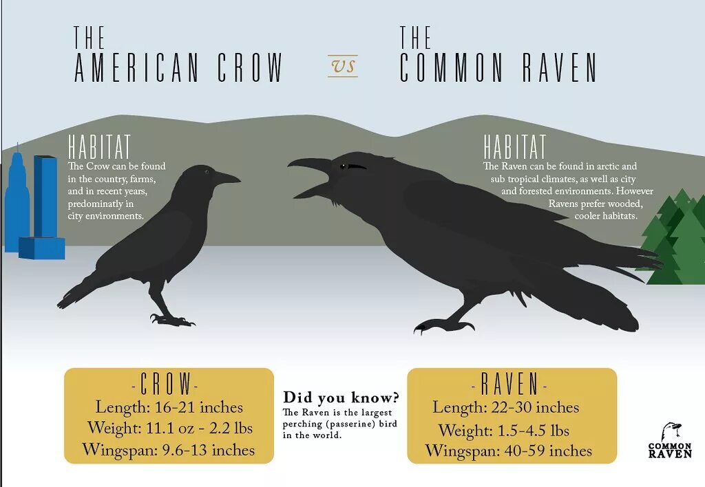 Ворона перевод. Crow raven разница. ворон по сравнению с человеком. размер ворона. ворон и ворона размеры.