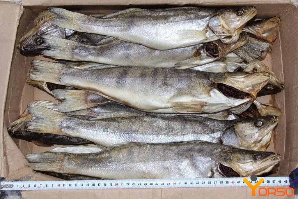 Судак астраханский вяленый. Судак оптом. Судак оптом. Судак оптом. Судак оптом.