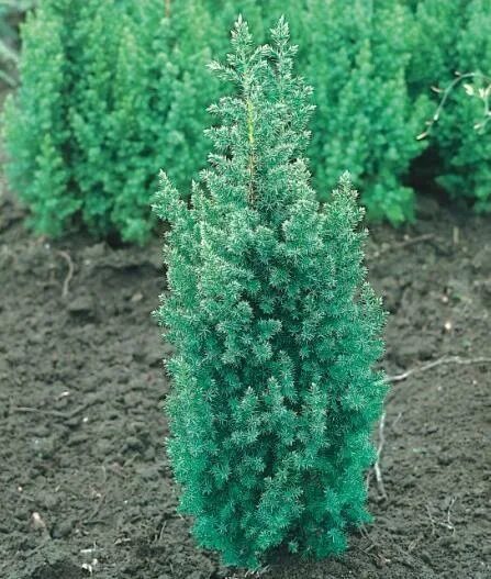 Можжевельник китайский обелиск (juniperus chinensis obelisk) - описание и фото р