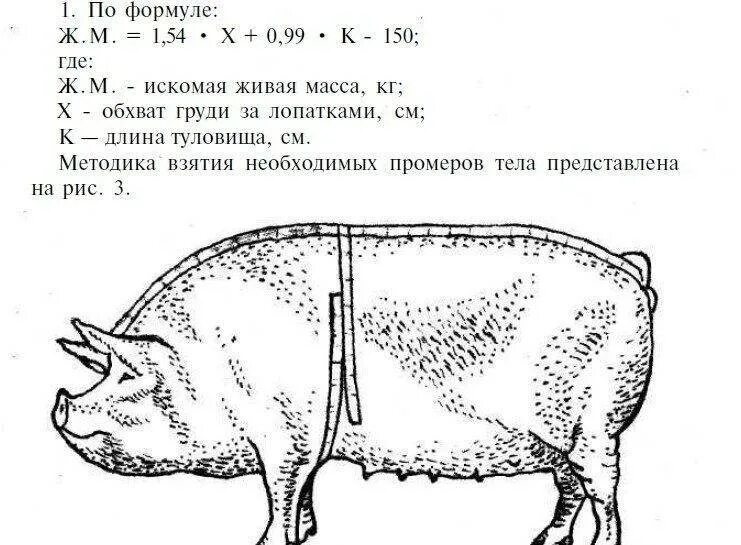 Таблица измерения веса свиней. Таблица измерения веса вьетнамских поросят. Таблица измерения поросят живым весом. Таблица для взвешивания свиней без весов. Измерение свиней