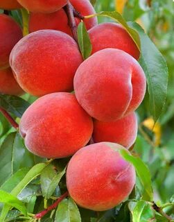 Peach plants