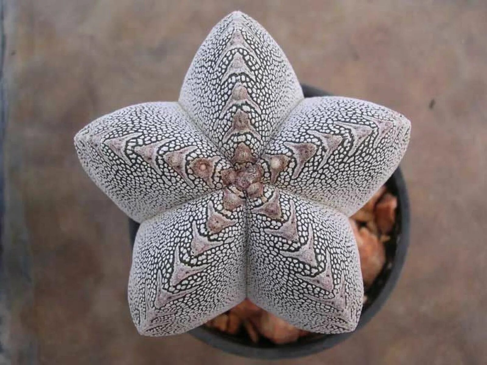 Astrophytum asterias. Астрофитум астериас миракл. астрофитумы вариегатные. астрофитум орнатум. astrophytum asterias kikko.
