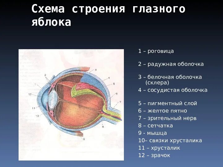 Белочная оболочка глаза функции. Строение белочной оболочки глазного яблока. склера белочная оболочка. белочная оболочка сосудистая оболочка пигментная оболочка. белочная сосудистая сетчатка функции.