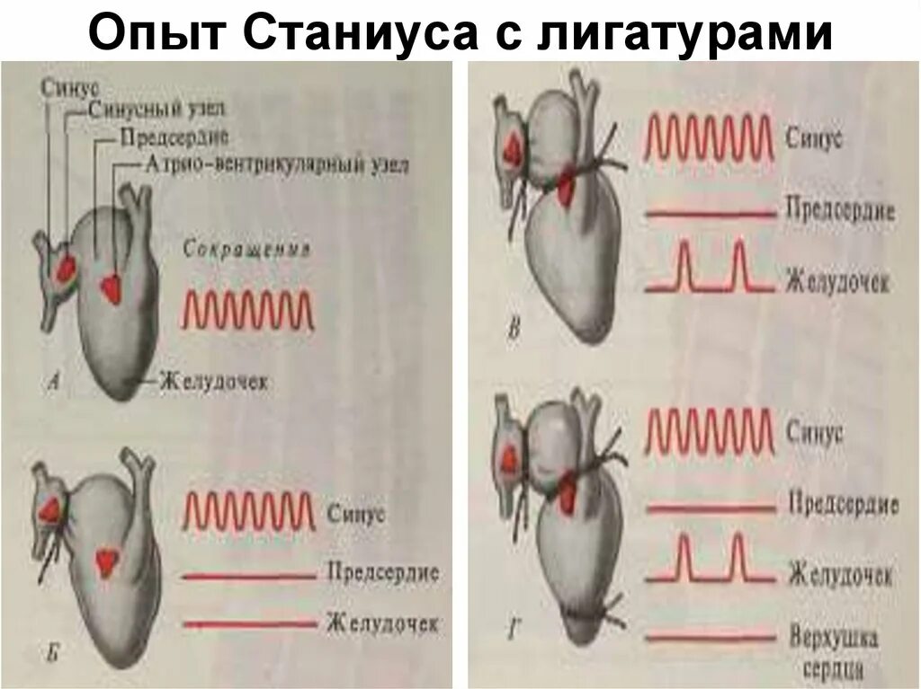 Сокращение изолированного сердца