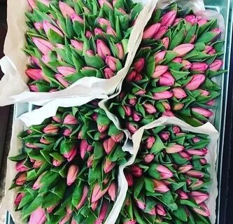 Сколько штук тюльпанов