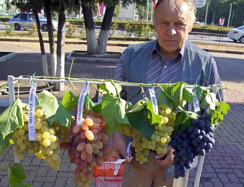 Группы виноградарей. Ульяновский виноградарь данилюк. Дудченко виноградники. Плодоовощеводство и виноградарство обучение. Группы виноградарей.
