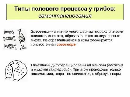 Наличие половый