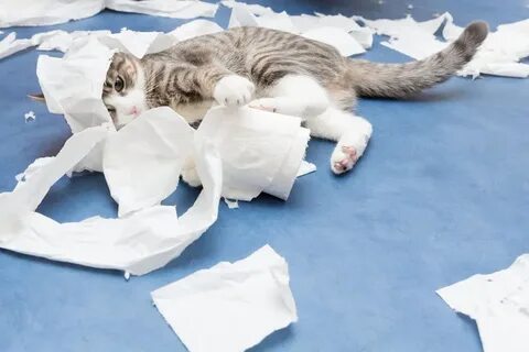 Destroy cat