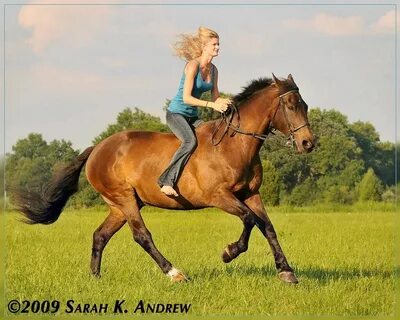 Ride horse have you ever ridden