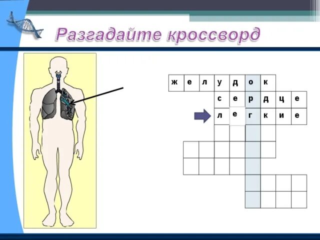 Реакция организма сканворд. Кроссворд органы человека. Кроссворд о теле человека. Кроссворд организм человека. Кроссворд о человеческом теле.