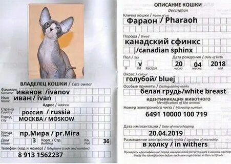 В графе пол