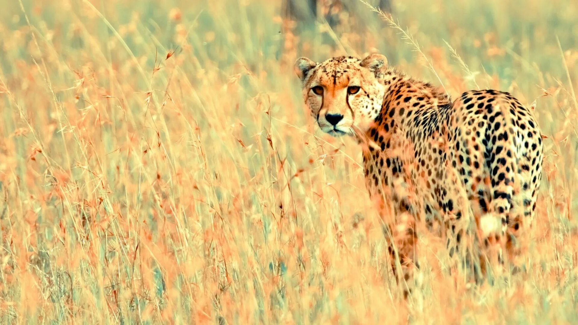 Хищник поля. Лайри гепард. Гепард Cheetah 1994. Европейский гепард. Степной гепард.