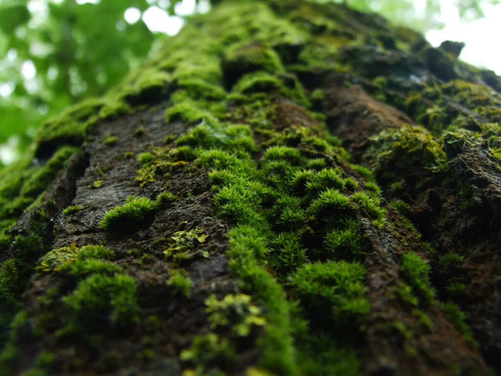 Мох 1. Moss 1.751943. мох one mile moss. черный мох. прокладки из мха.
