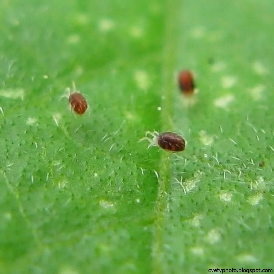 spider-mites