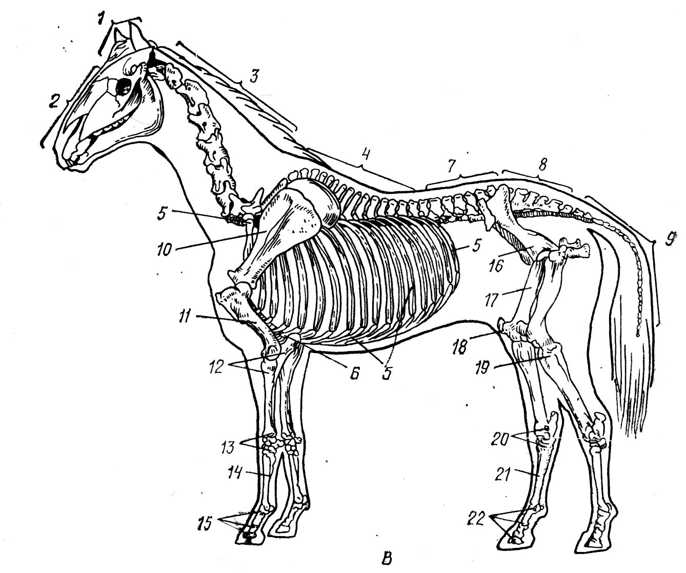 Осевой скелет лошади анатомия. Осевой скелет КРС. Скелет крупного рогатого скота анатомия. Строение скелета лошади анатомия.