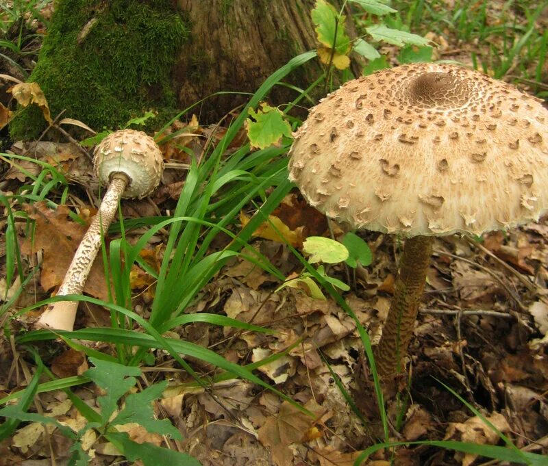 гриб-зонтик краснеющий macrolepiota rhacodes. гриб зонтик пестрый ядовитый. гриб-зонтик краснеющий macrolepiota rhacodes. гриб зонтик ядовитый двойник. гриб зонтик пёстрый пластинчатый.