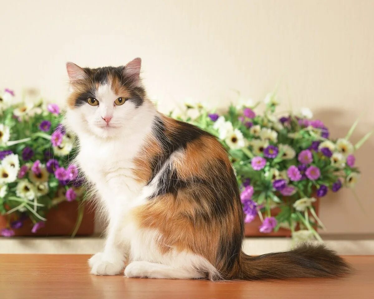 Сибирская кошка трехцветная короткошерстная. Британская кошка трехцветная. Американская короткошерстная кошка трехцветная. Британская длинношёрстная кошка трехцветная. Трехцветная кошечка
