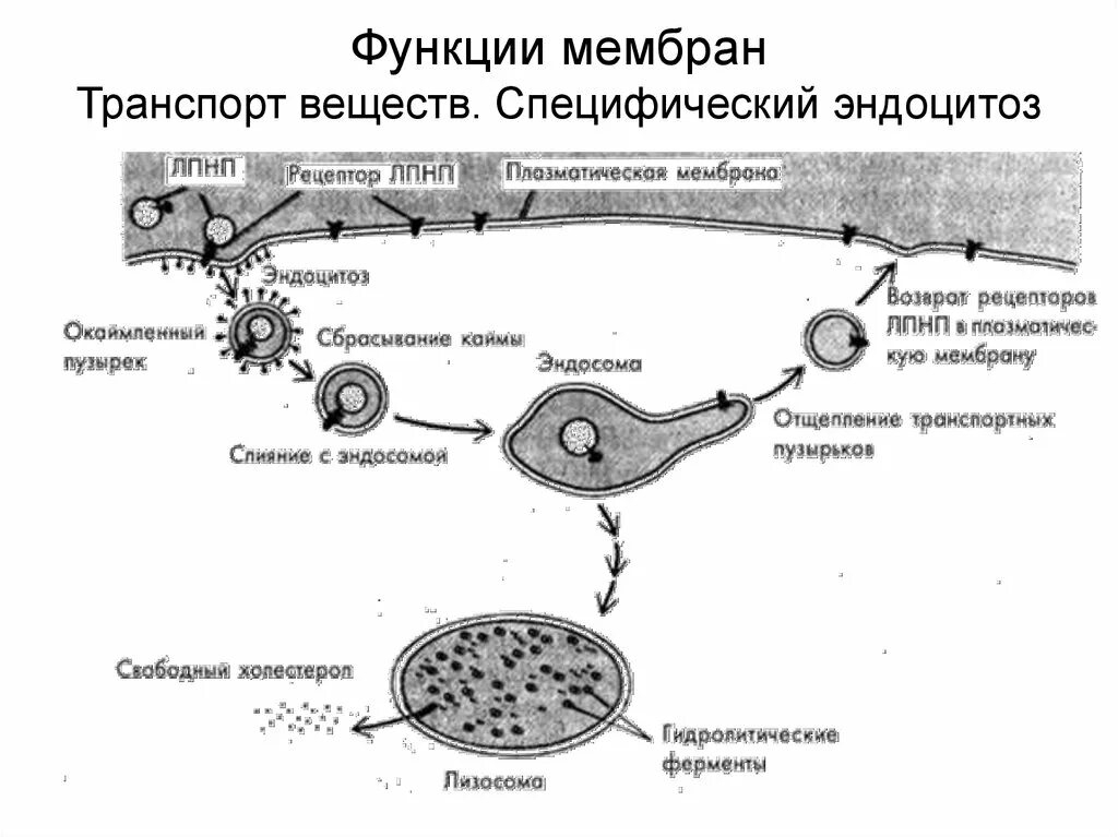 Последовательность эндоцитоза. Рецептор зависимый эндоцитоз ЛПНП. Эндоцитоз липопротеинов низкой плотности. Плазматическая мембрана эндоцитоз. Рецептор-опосредованный эндоцитоз.