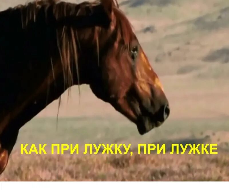 Ой прилужки текст