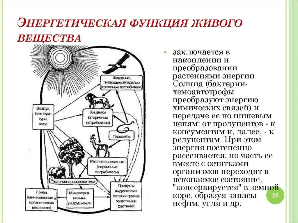 2 функции живого вещества биосферы. 2 функции живого вещества биосферы