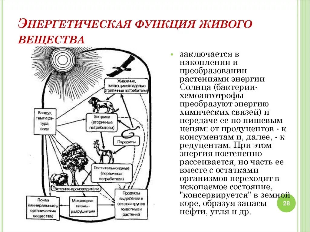 Углекислый газ функции в биосфере. Энергетическая функция живого вещества. Энергетическая функция биосферы. Энергетическая функция живого вещества биосферы. Биохимическая функция живого вещества в биосфере.