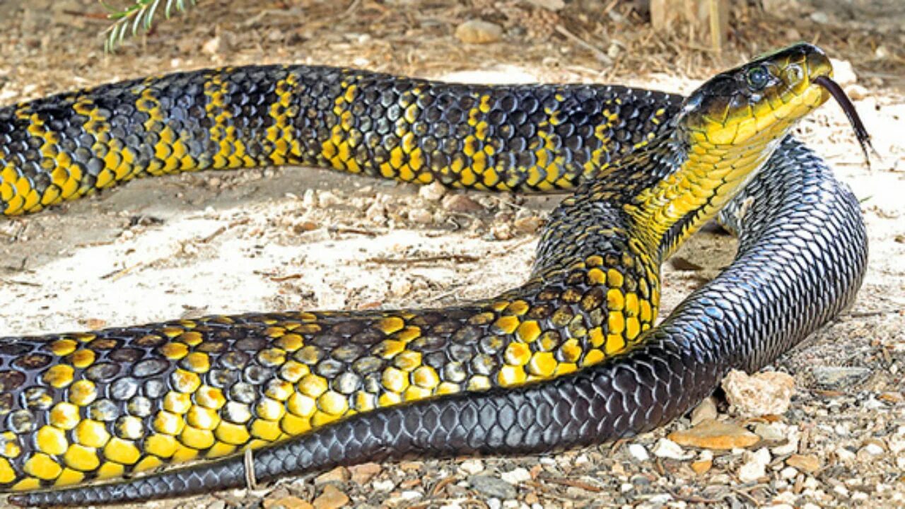 Австралийский ядовитый змей. Австралийская тигровая змея. Тигровый полоз. Notechis scutatus. Тигровая змея черная.