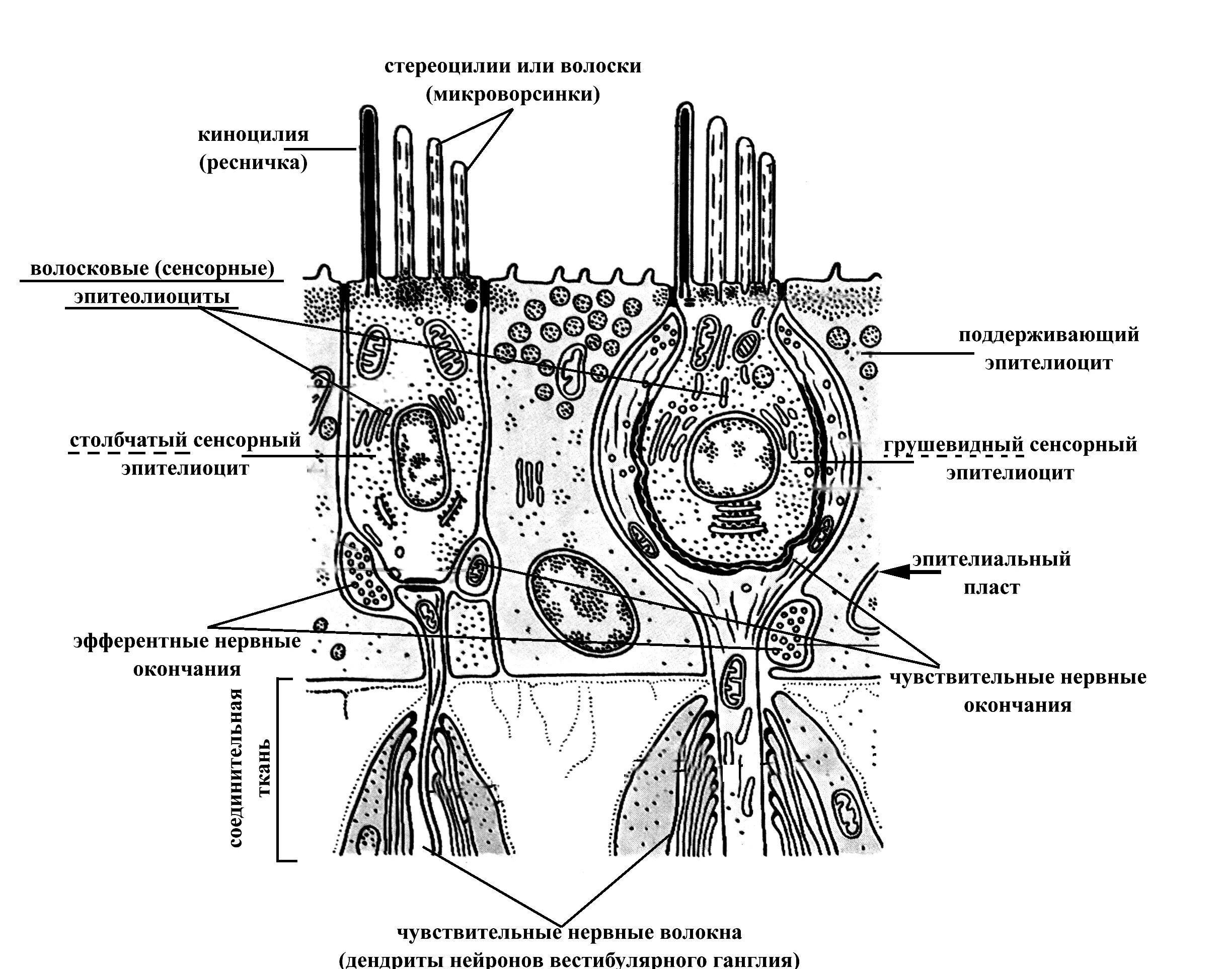 Клетки вестибулярного аппарата. Наружные волосковые клетки гистология. Рецепторы вестибулярного анализатора волосковые клетки. Схема волосковых клеток вестибулярного аппарата. Волосковые клетки в рецепторах.