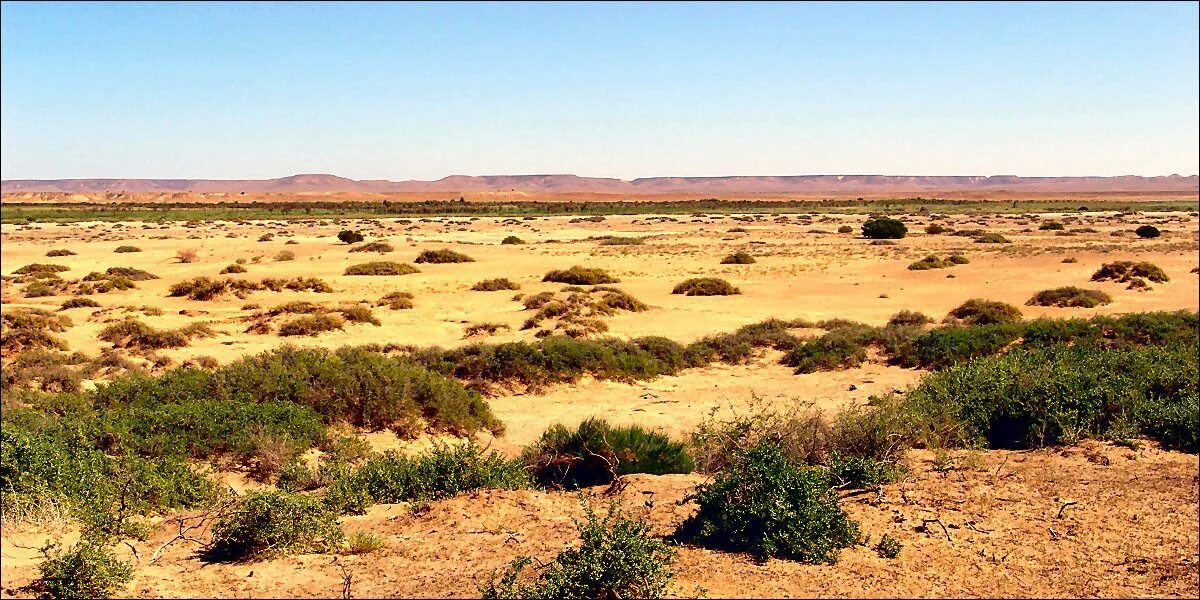 Занимает территории с засушливым климатом. Witjira National Park Австралия. Arid. Arid Mesa.