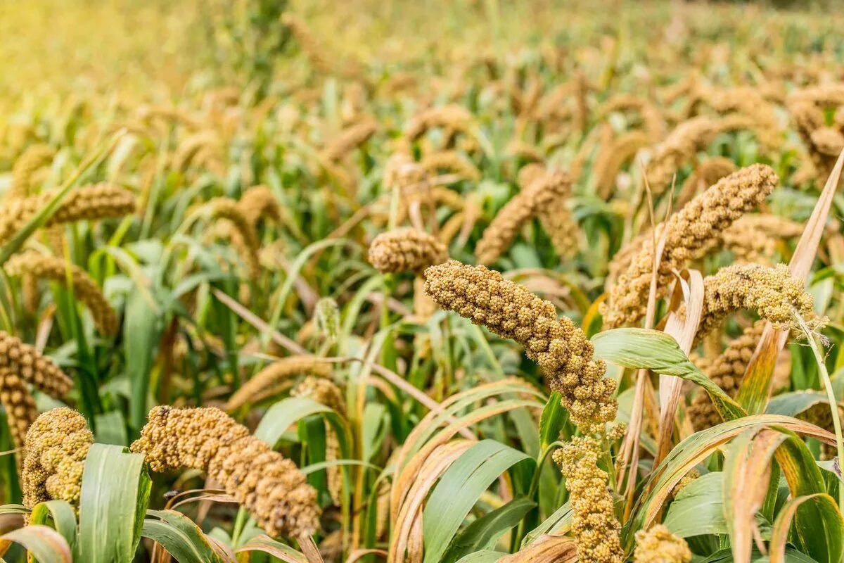 Сорго просо пшено. Просо это зерновая культура. Просо чумиза могар. Просо (Panicum miliaceum). Особенности проса