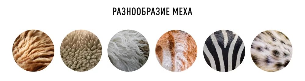 Шерсть животных: как нарисовать убедительно
