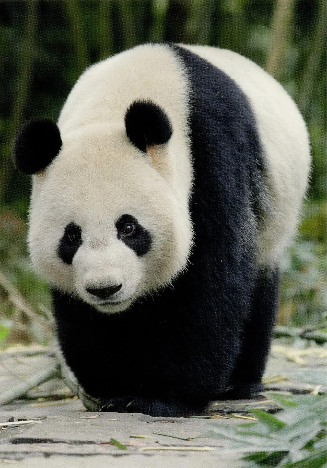 Большая Панда (Ailuropoda melanoleuca).. Пандочка и Беар. Большая Панда окрас. Очковая Панда. Большая панда медведь