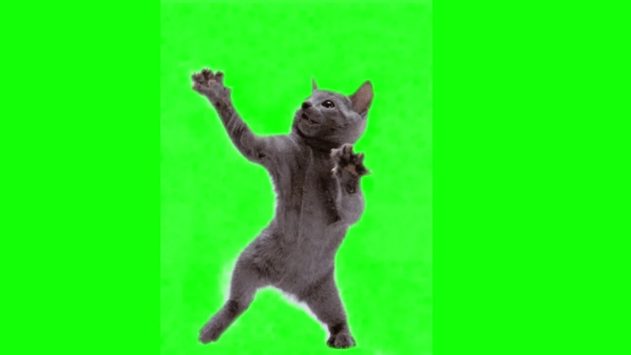 Танцующие коты хромакей